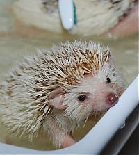 Fauna & Flora: hedgehog taking bath