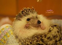 Fauna & Flora: hedgehog taking bath