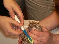 Fauna & Flora: hedgehog taking bath