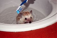 Fauna & Flora: hedgehog taking bath