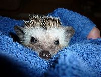 Fauna & Flora: hedgehog taking bath
