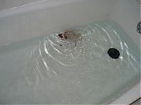 TopRq.com search results: hedgehog taking bath