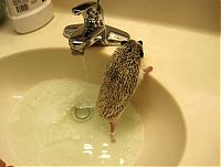 Fauna & Flora: hedgehog taking bath