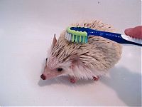 TopRq.com search results: hedgehog taking bath