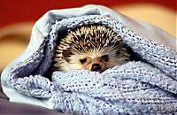 Fauna & Flora: hedgehog taking bath