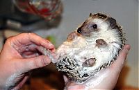 Fauna & Flora: hedgehog taking bath