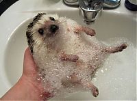 Fauna & Flora: hedgehog taking bath