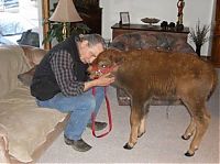 TopRq.com search results: bison pet