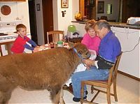 Fauna & Flora: bison pet