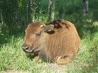 TopRq.com search results: bison pet