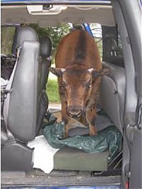 TopRq.com search results: bison pet