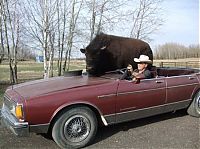 TopRq.com search results: bison pet