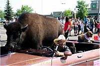 Fauna & Flora: bison pet
