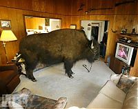 TopRq.com search results: bison pet