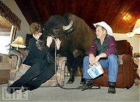 TopRq.com search results: bison pet