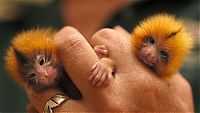 TopRq.com search results: finger monkeys