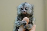 TopRq.com search results: finger monkeys