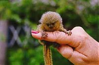 Fauna & Flora: finger monkeys