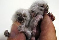 TopRq.com search results: finger monkeys