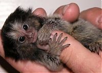 TopRq.com search results: finger monkeys