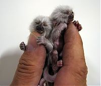 TopRq.com search results: finger monkeys