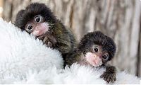 TopRq.com search results: finger monkeys