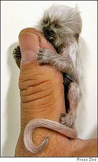 TopRq.com search results: finger monkeys