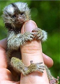 Fauna & Flora: finger monkeys