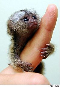 Fauna & Flora: finger monkeys