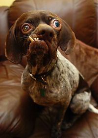 TopRq.com search results: Doug, Britain's ugliest dog found new home