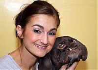 TopRq.com search results: Doug, Britain's ugliest dog found new home