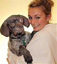 TopRq.com search results: Doug, Britain's ugliest dog found new home