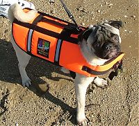 TopRq.com search results: pug in life jacket