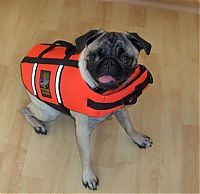 Fauna & Flora: pug in life jacket