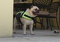 Fauna & Flora: pug in life jacket