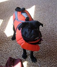 Fauna & Flora: pug in life jacket