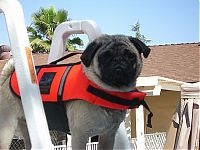 Fauna & Flora: pug in life jacket