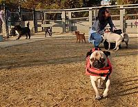 Fauna & Flora: pug in life jacket