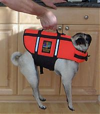 Fauna & Flora: pug in life jacket