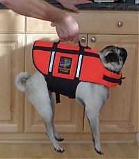 TopRq.com search results: pug in life jacket