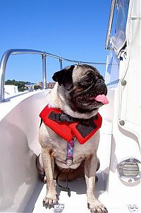 TopRq.com search results: pug in life jacket