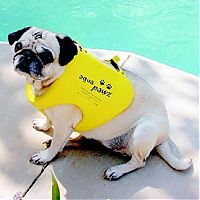 Fauna & Flora: pug in life jacket