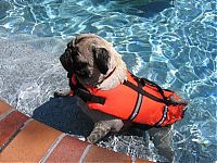 Fauna & Flora: pug in life jacket