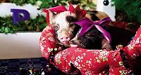 Fauna & Flora: miniature pigs during christmas