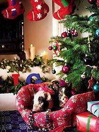 Fauna & Flora: miniature pigs during christmas