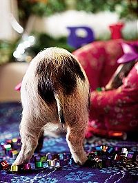 TopRq.com search results: miniature pigs during christmas