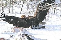 Fauna & Flora: eagle against a fox
