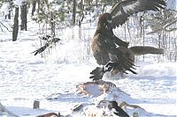 TopRq.com search results: eagle against a fox