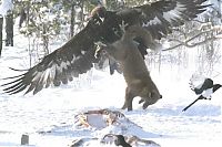 Fauna & Flora: eagle against a fox