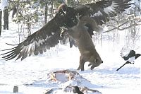 TopRq.com search results: eagle against a fox